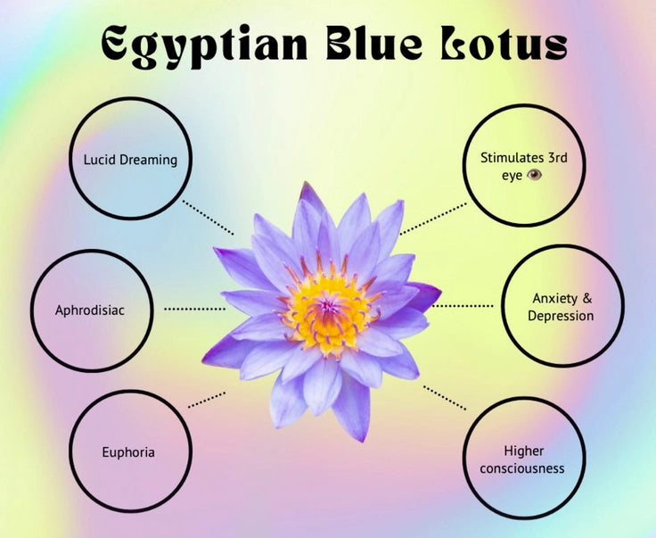 Egyptian Blue Lotus