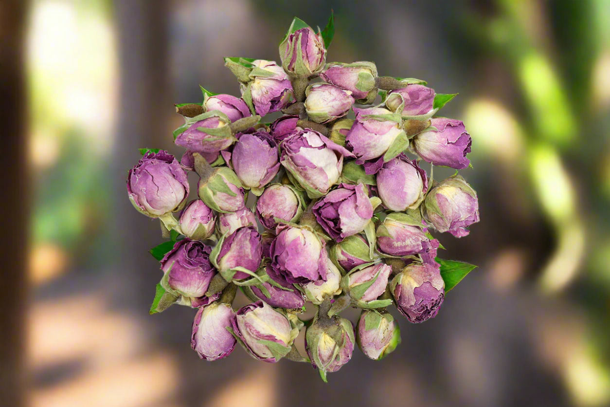 Rose Buds Wholes - Rosa damascena 4oz